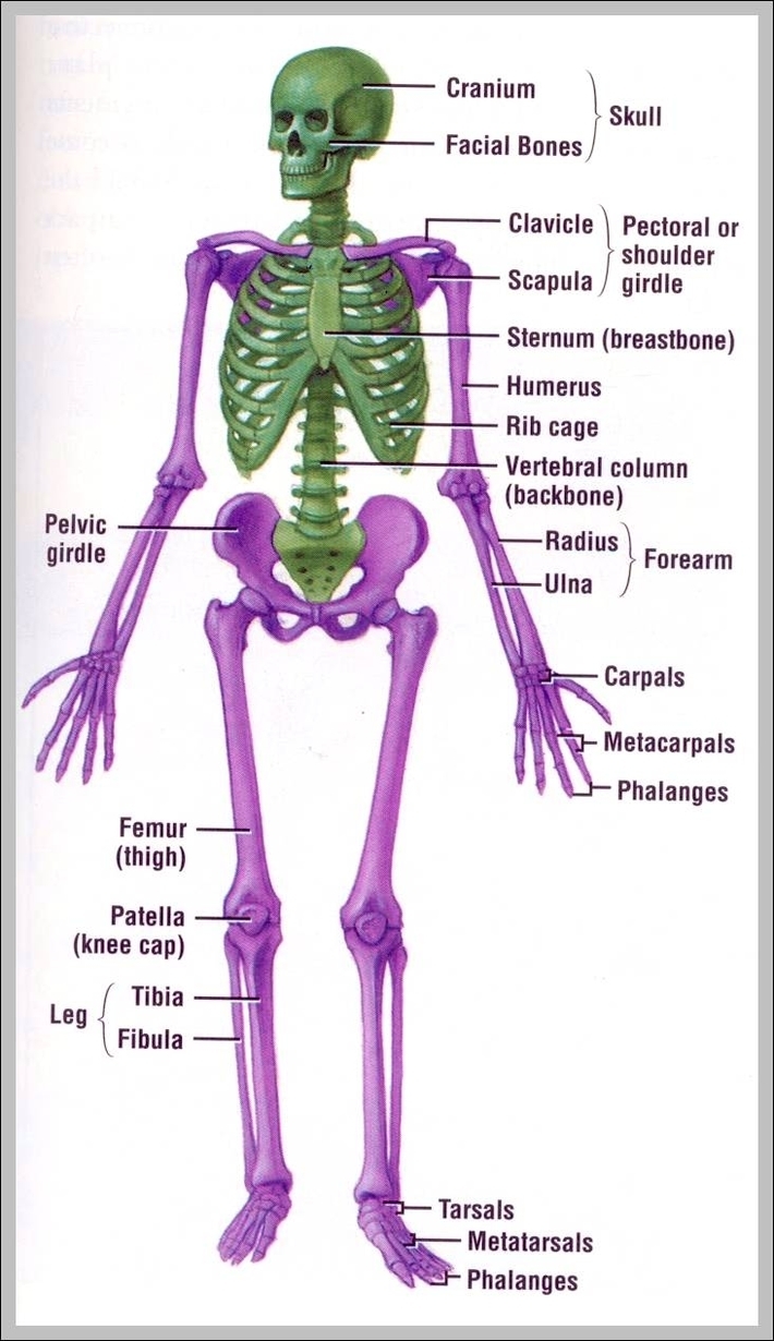 human musculoskeletal system diagram