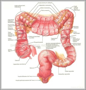 Organ Dimensions Human Organ Anatomy Chart