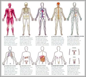Human organ system diagram - Graph Diagram