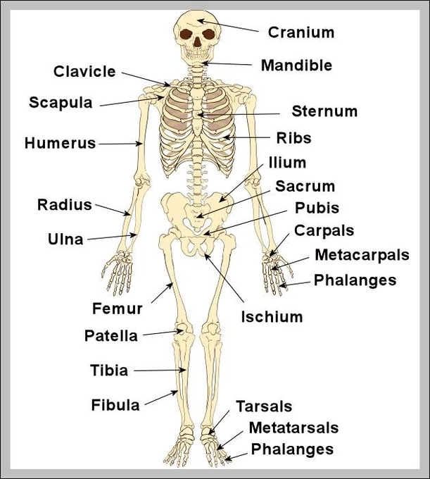 human skeletal system labeled 2