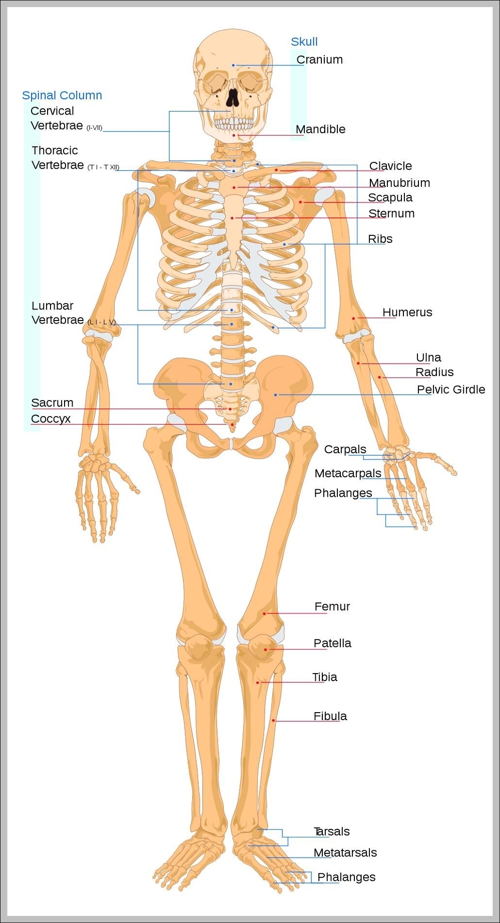 human skeleton anterior view