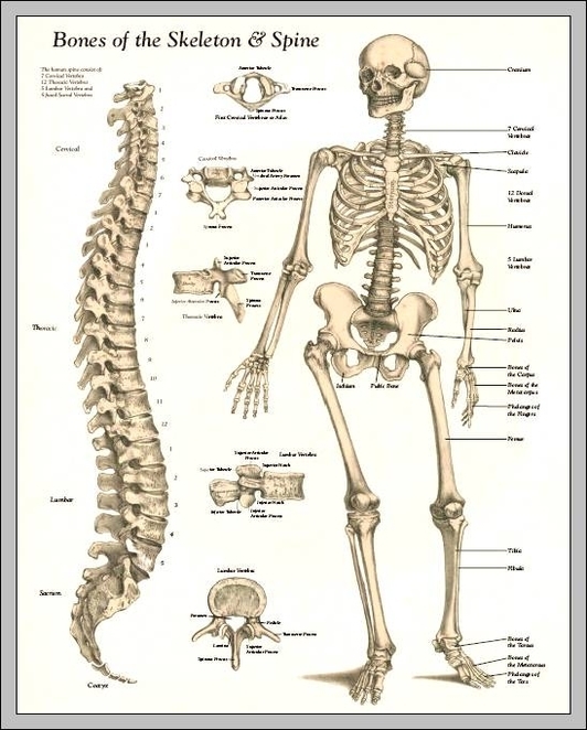 human skeleton spine