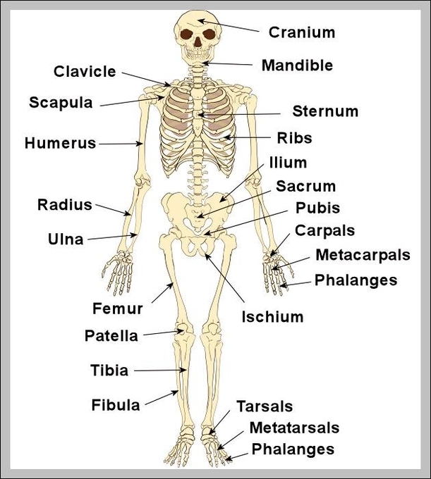 human skeleton with labels