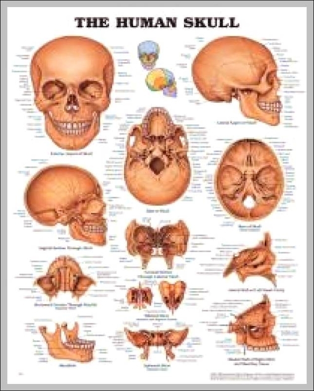Anatomy Of Skull Anatomy Of Skull