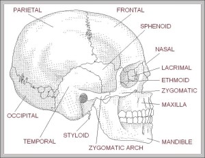 Human skull diagram with labels - Graph Diagram