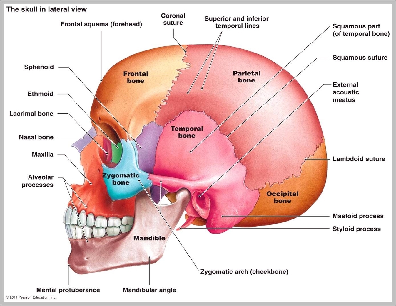 human skull lateral view