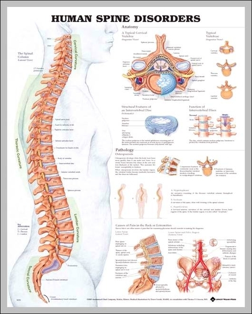 human spine pictures