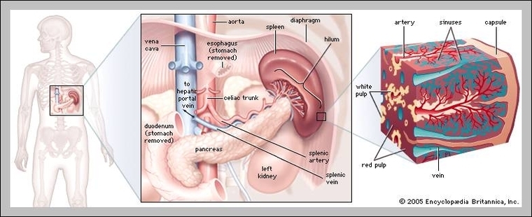 human spleen anatomy