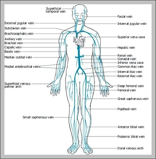 human veins diagram