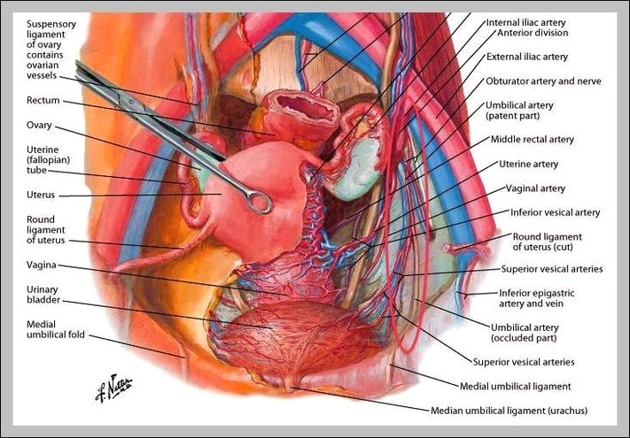 hypogastric artery