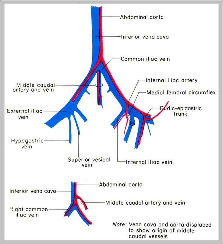 iliac artery anatomy