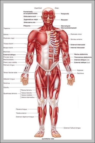 image human body