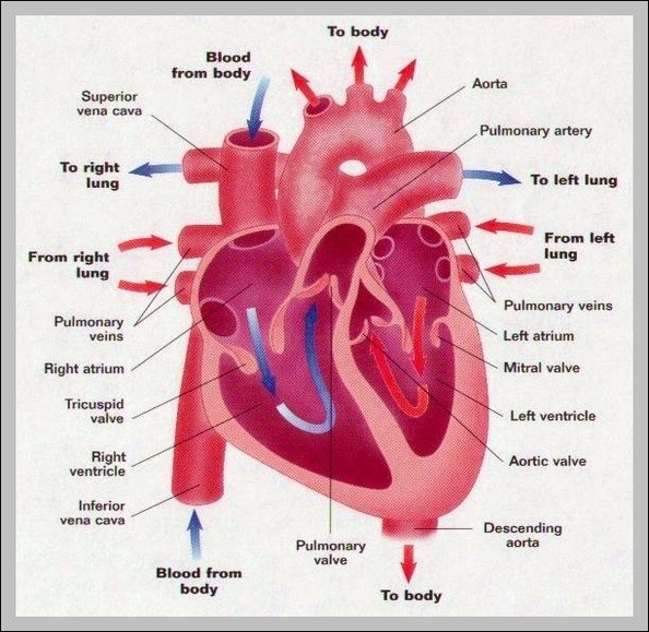 image human heart