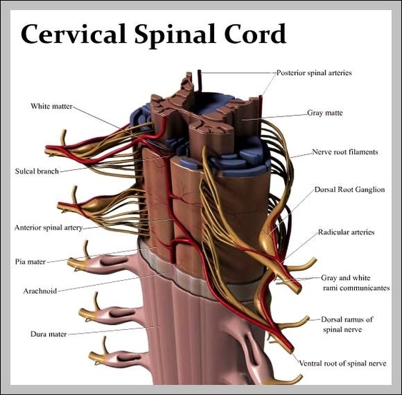 image of cervical spine