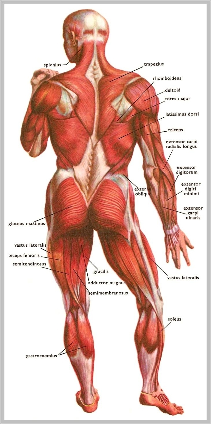 image of human body