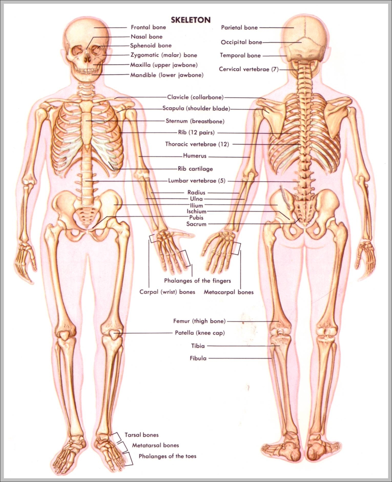 image of skeletal system