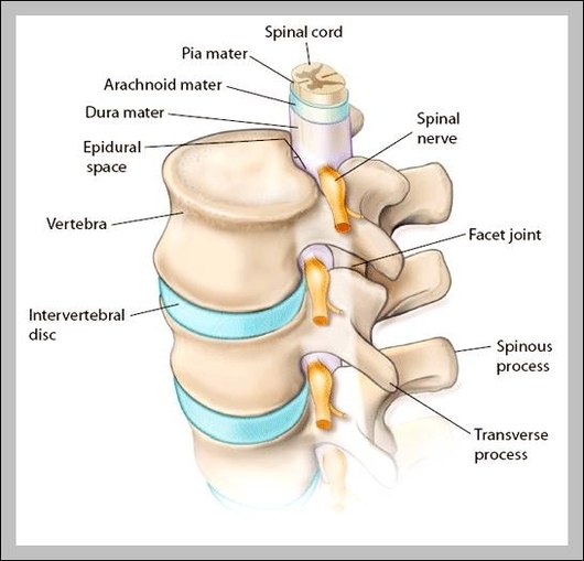 images of cervical spine