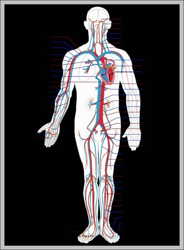 images of the circulatory system