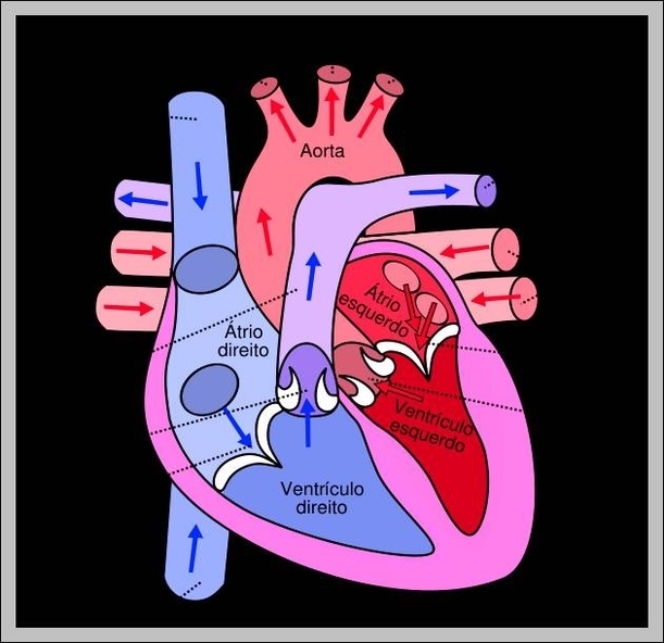 images of the human heart