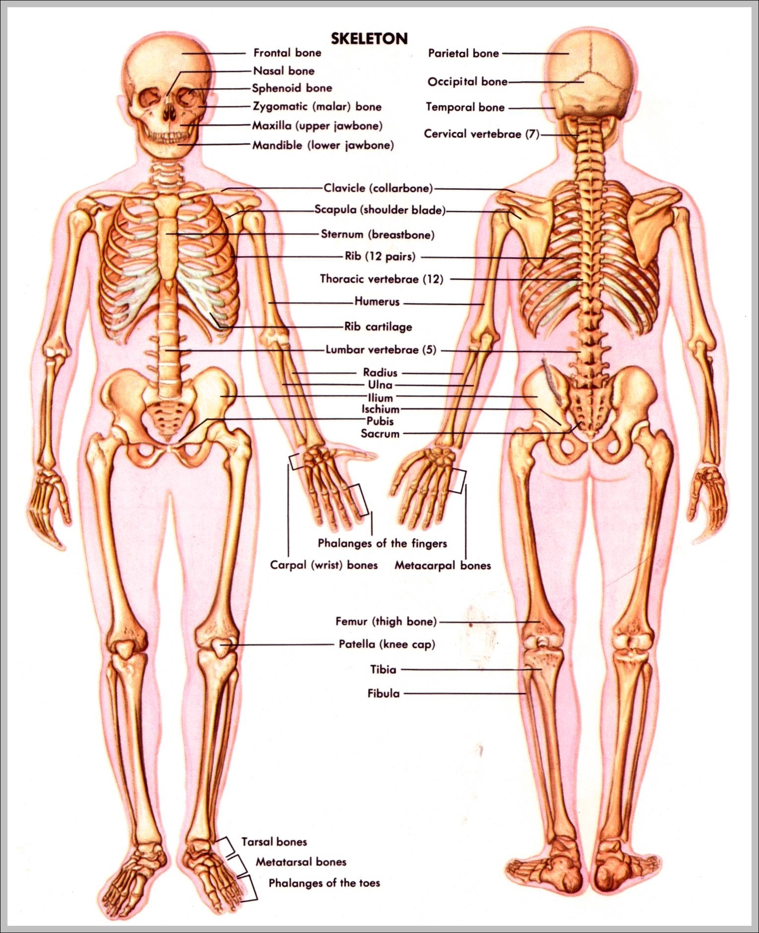 images of the skeletal system