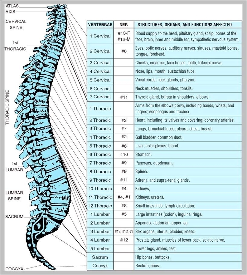 images of the spine