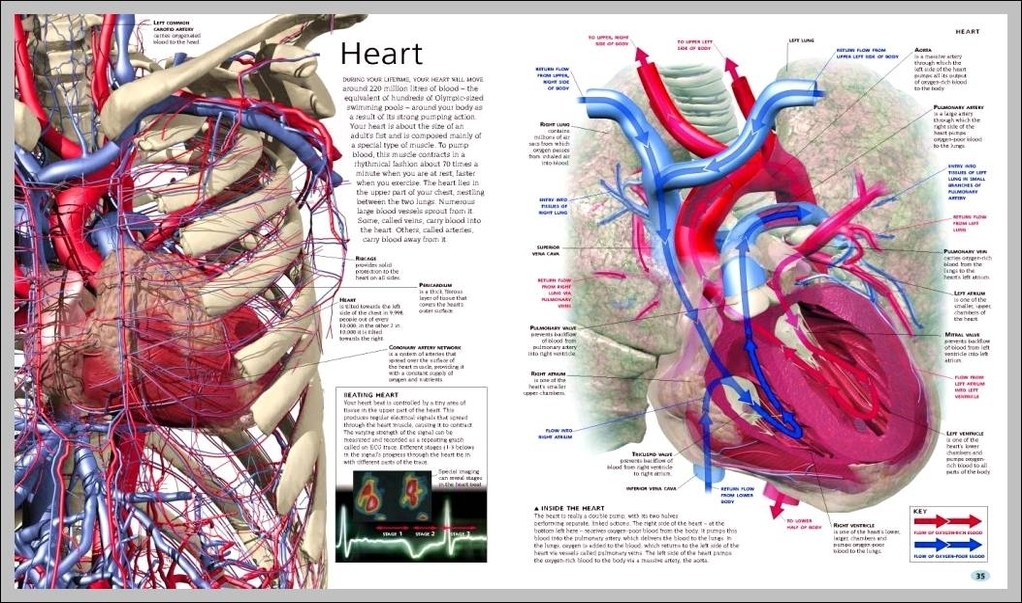 inner body anatomy