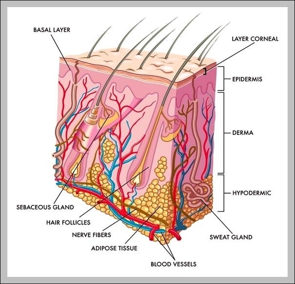 integumentary pictures