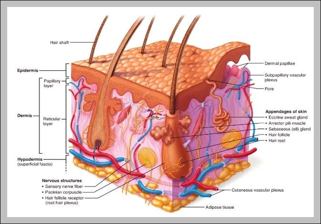 integumentary system layers