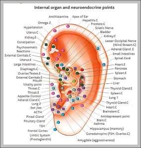 Internal organ map - Graph Diagram