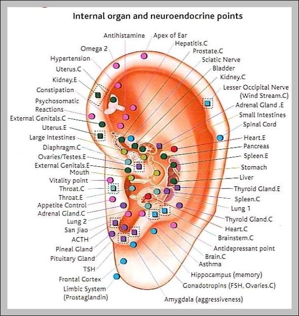 internal organ map