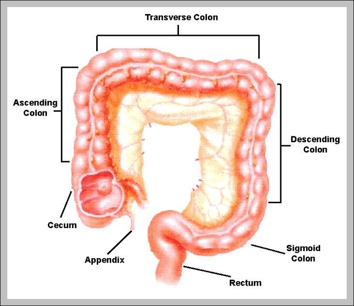 intestine length