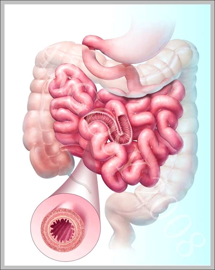 intestines image