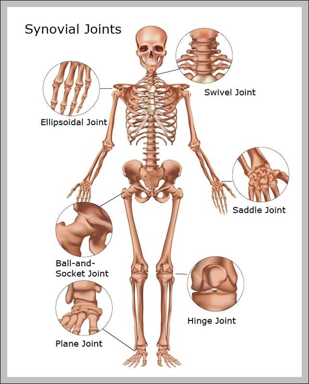 joints in the skeletal system
