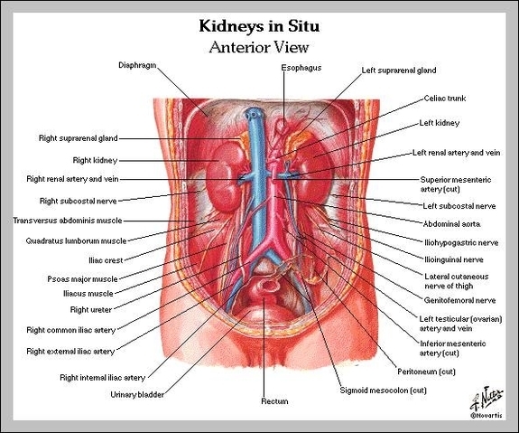 kidney human anatomy
