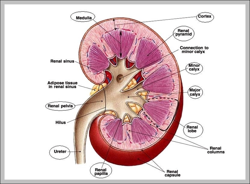 kidney image