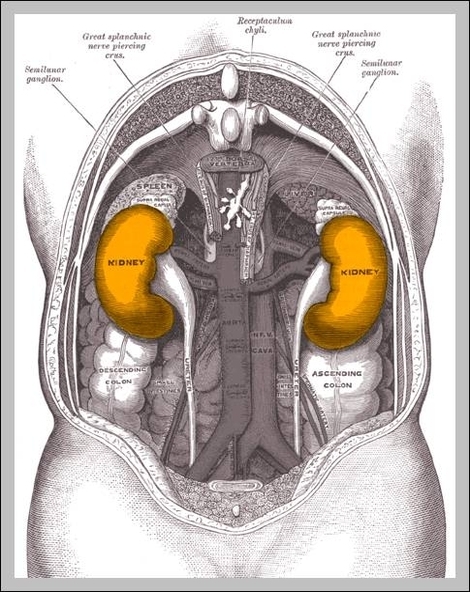 kidneys location in human body