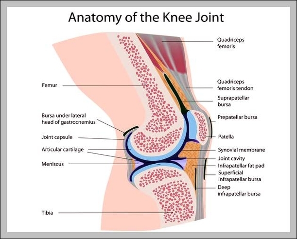 knee joint capsule