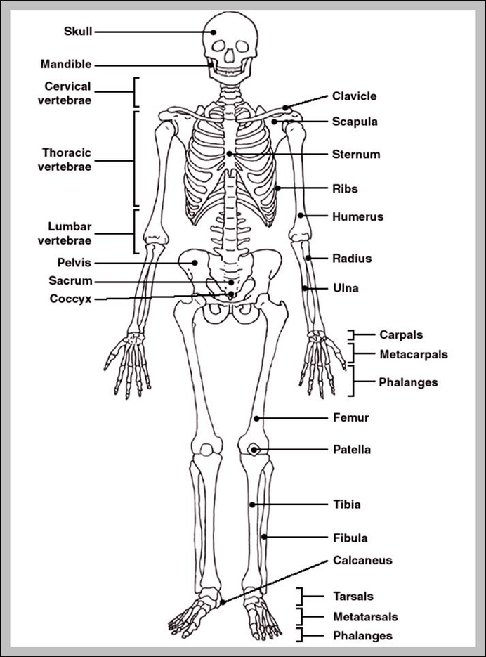 labeled diagram of a human skeleton