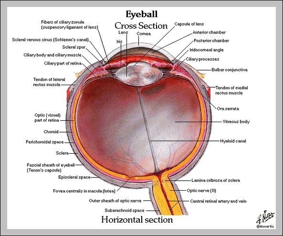 labeled diagram of the human eye