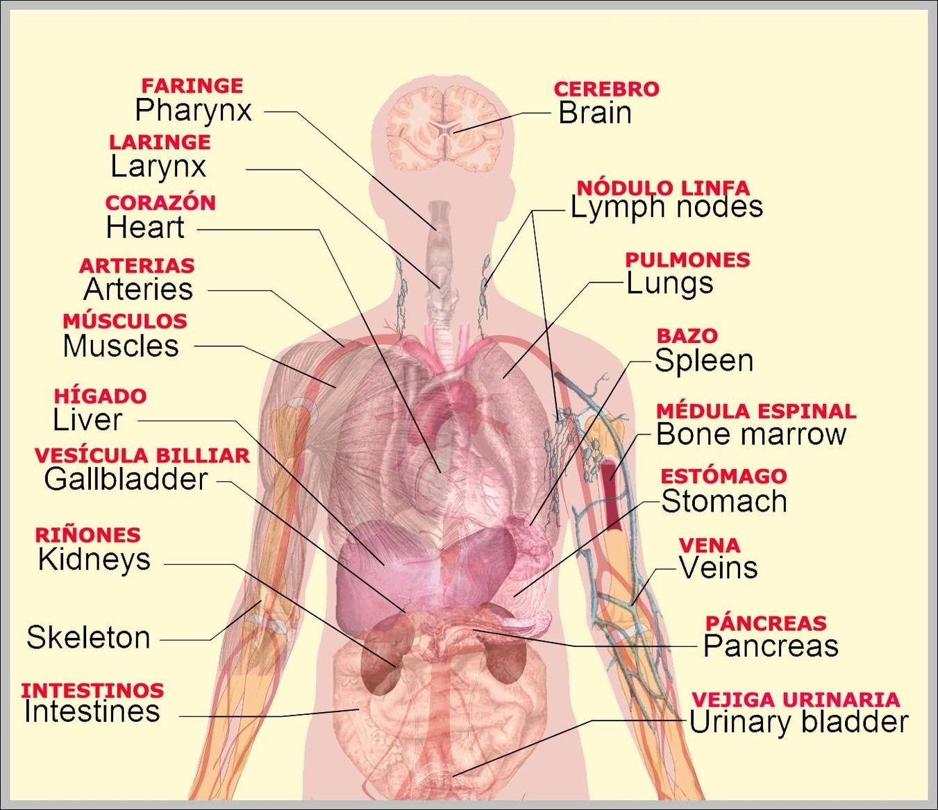 labeled diagram of the lymphatic system