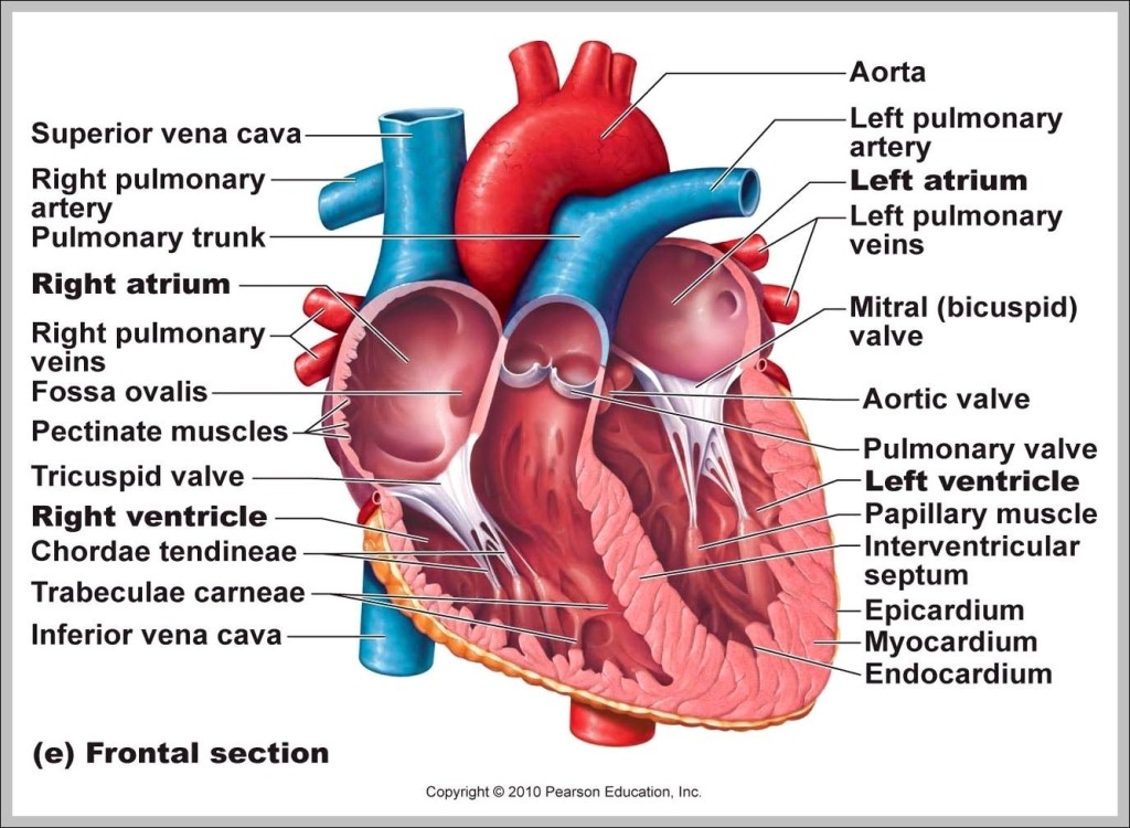 Labeled human heart - Graph Diagram