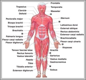 Labeled Muscular System