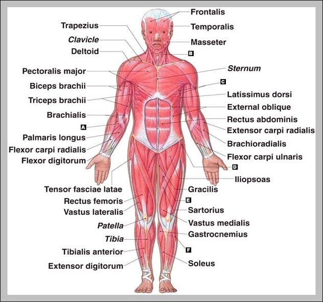 labeled muscular system