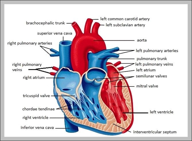 labeled picture of the heart