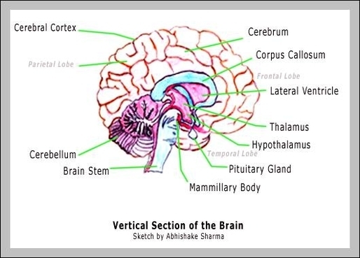 labeling parts of the brain
