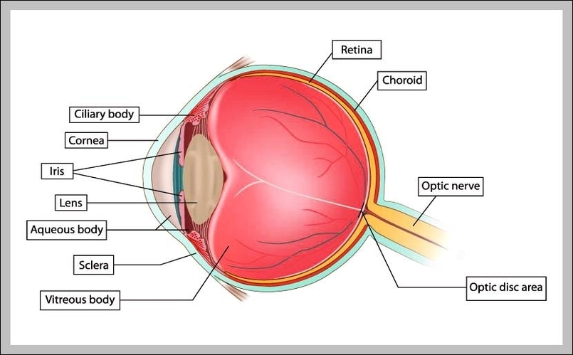 labelled diagram of the eye