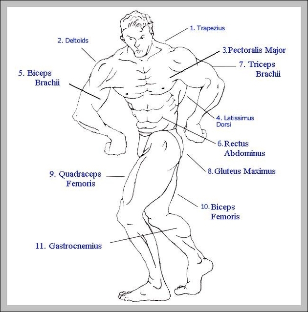 learn the muscles of the human body