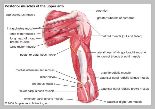 left arm anatomy