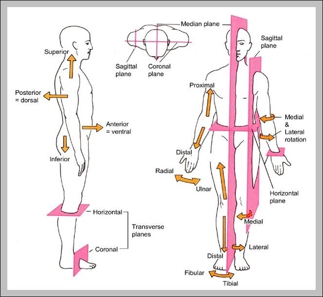 left side anatomy human