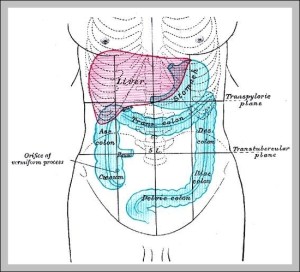 Leftside Left Side Human Anatomy